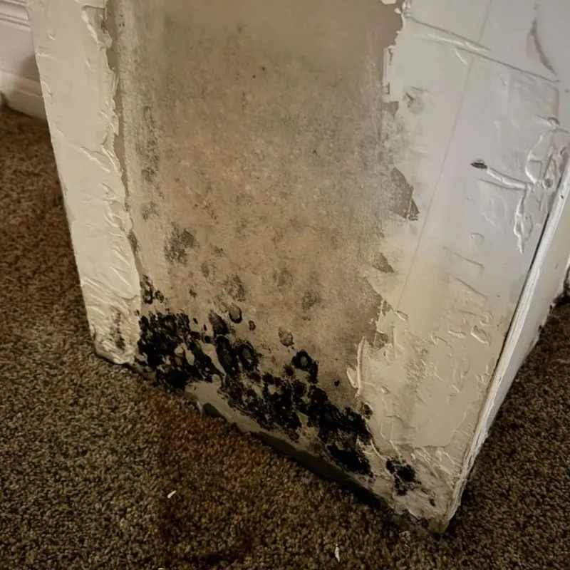Professional Mold Removal in Pirtleville, AZ